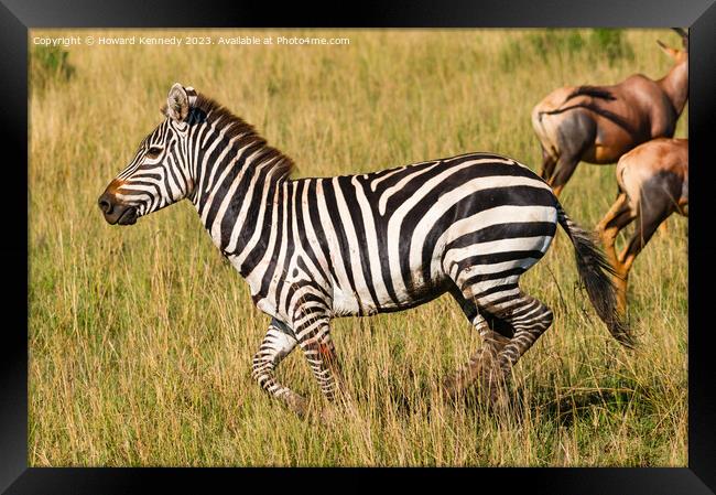 Injured Zebra stallion Framed Print by Howard Kennedy