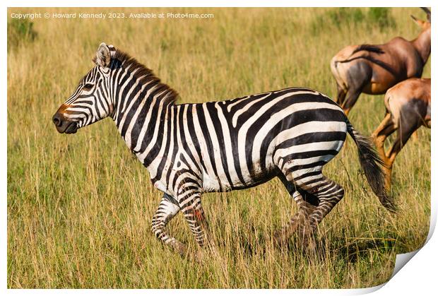 Injured Zebra stallion Print by Howard Kennedy