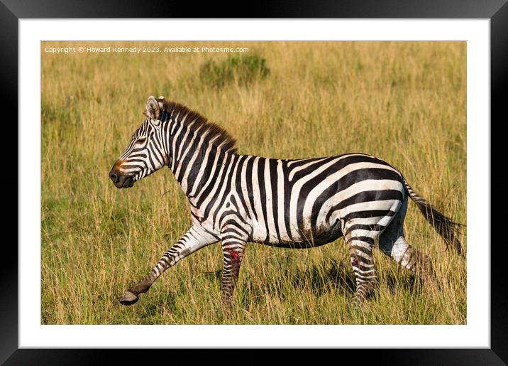 Injured Burchell's Zebra Framed Mounted Print by Howard Kennedy