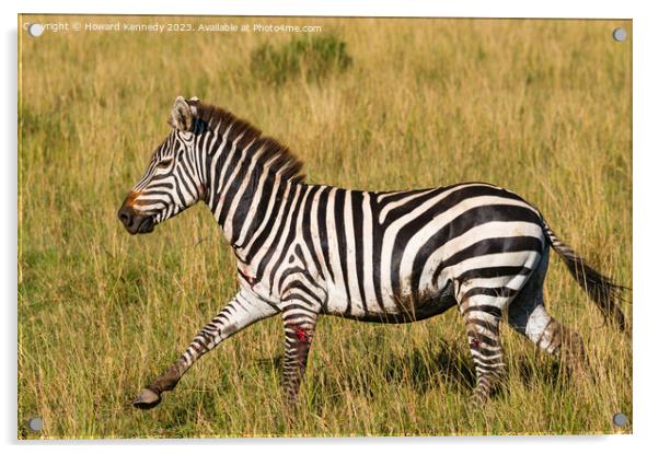 Injured Burchell's Zebra Acrylic by Howard Kennedy