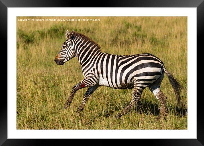 Injured Burchell's Zebra Framed Mounted Print by Howard Kennedy