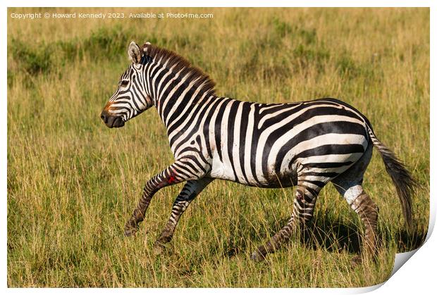 Injured Burchell's Zebra Print by Howard Kennedy