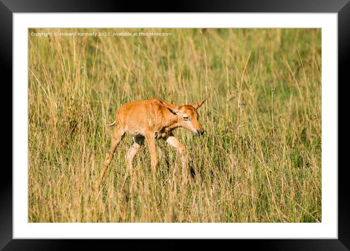 Newborn Topi learning to walk Framed Mounted Print by Howard Kennedy