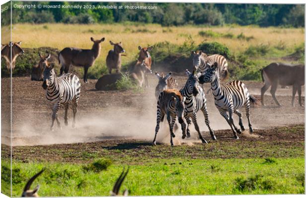 Zebra foal trying to escape being trampled by fighting stallions Canvas Print by Howard Kennedy
