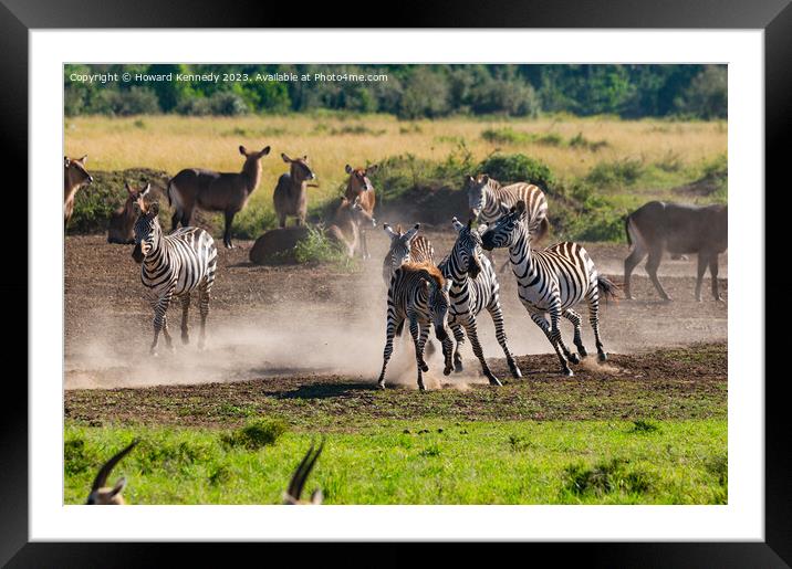 Zebra foal trying to escape being trampled by fighting stallions Framed Mounted Print by Howard Kennedy