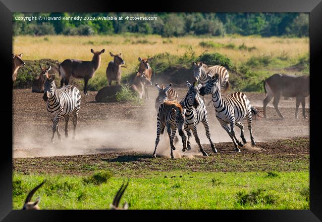 Zebra foal trying to escape being trampled by fighting stallions Framed Print by Howard Kennedy