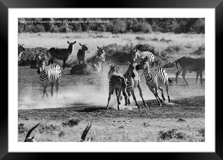 Zebra foal trying to escape being trampled by fighting stallions in black and white Framed Mounted Print by Howard Kennedy