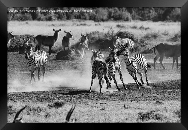 Zebra foal trying to escape being trampled by fighting stallions in black and white Framed Print by Howard Kennedy