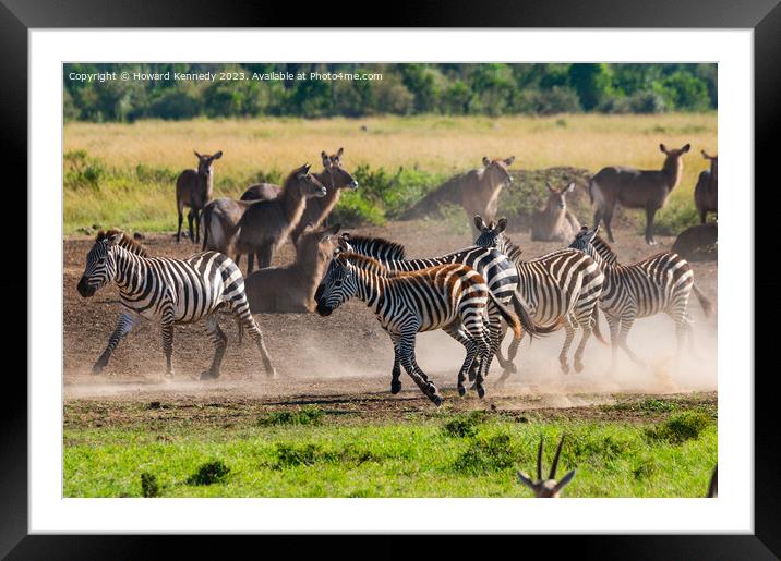 Zebra kicking up dust as they pass a herd of Waterbuck Framed Mounted Print by Howard Kennedy