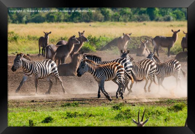 Zebra kicking up dust as they pass a herd of Waterbuck Framed Print by Howard Kennedy