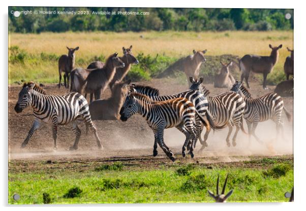 Zebra kicking up dust as they pass a herd of Waterbuck Acrylic by Howard Kennedy