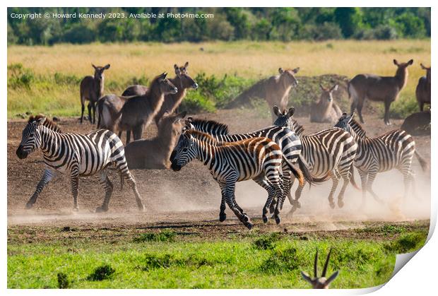 Zebra kicking up dust as they pass a herd of Waterbuck Print by Howard Kennedy
