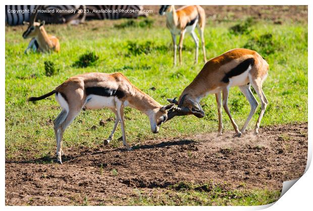 Sparring Thomson's Gazelle Print by Howard Kennedy