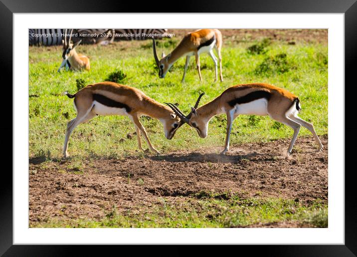 Sparring Thomson's Gazelle Framed Mounted Print by Howard Kennedy