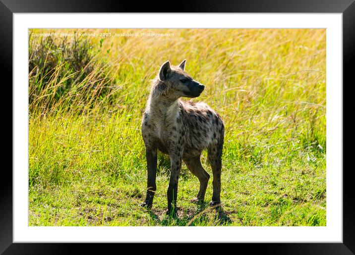 Spotted Hyena Framed Mounted Print by Howard Kennedy