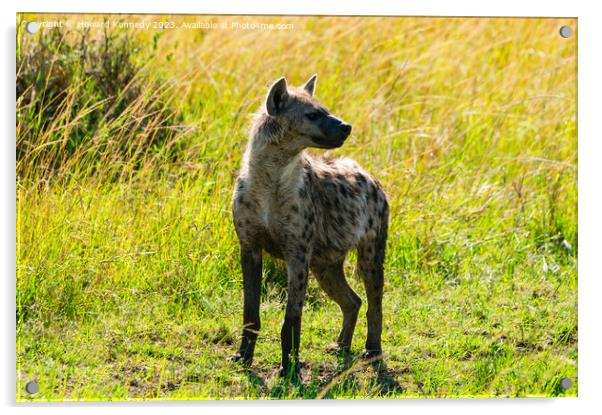 Spotted Hyena Acrylic by Howard Kennedy