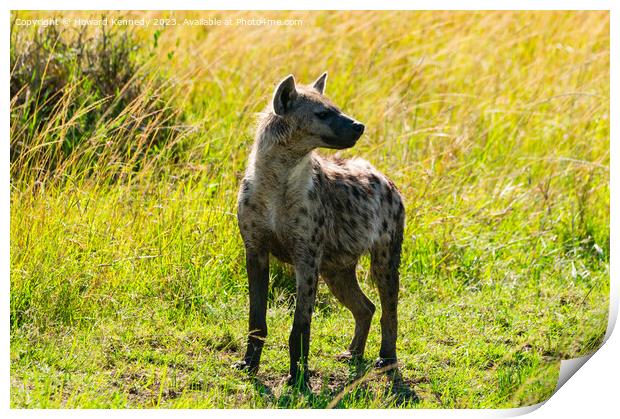 Spotted Hyena Print by Howard Kennedy
