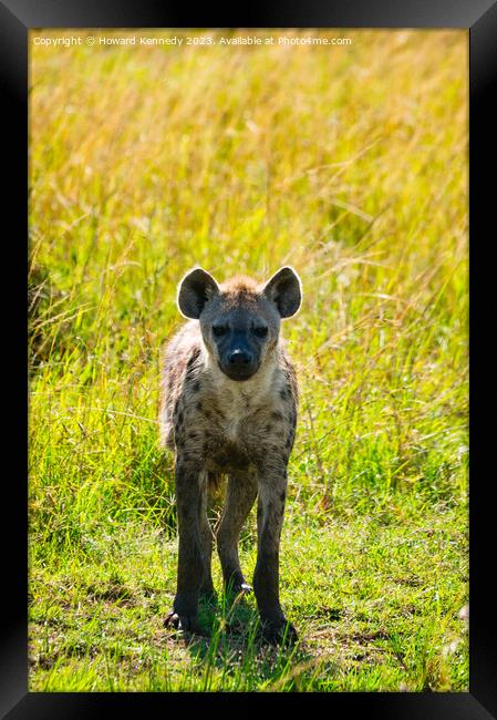 Curious Spotted Hyena Framed Print by Howard Kennedy