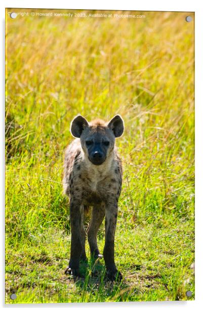 Curious Spotted Hyena Acrylic by Howard Kennedy