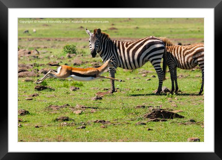 Zebra mare looks on as a juvenile Thomson's Gazelle practices evasive manoevres Framed Mounted Print by Howard Kennedy