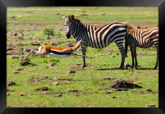 Zebra mare looks on as a juvenile Thomson's Gazelle practices evasive manoevres Framed Print by Howard Kennedy