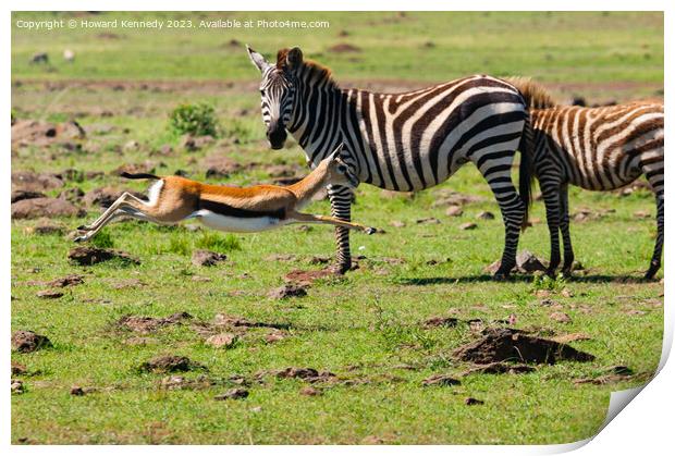 Zebra mare looks on as a juvenile Thomson's Gazelle practices evasive manoevres Print by Howard Kennedy