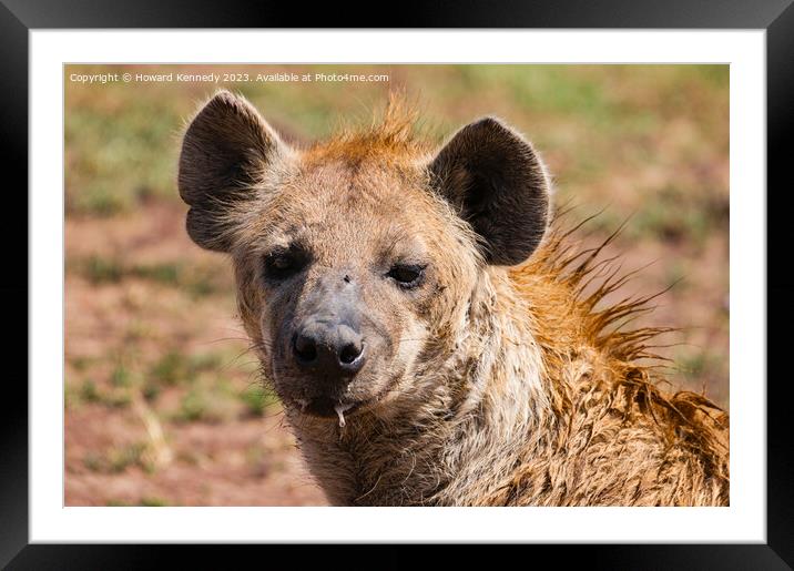 Spotted Hyena headshot Framed Mounted Print by Howard Kennedy