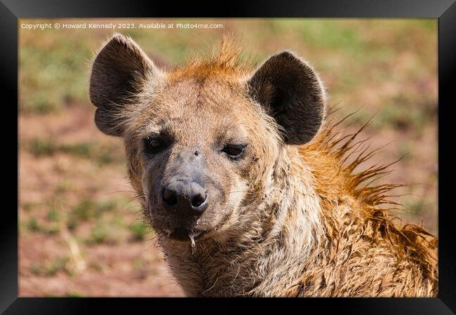 Spotted Hyena headshot Framed Print by Howard Kennedy
