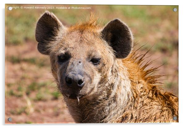 Spotted Hyena headshot Acrylic by Howard Kennedy