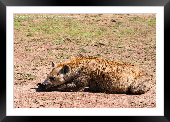 Spotted Hyena resting Framed Mounted Print by Howard Kennedy