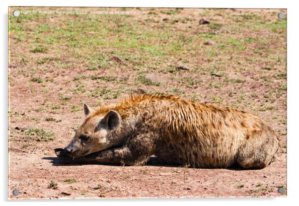Spotted Hyena resting Acrylic by Howard Kennedy