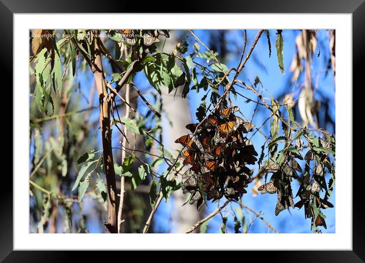 Butterflies in Ardenwood farm Fremont California Framed Mounted Print by Arun 