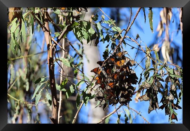Butterflies in Ardenwood farm Fremont California Framed Print by Arun 
