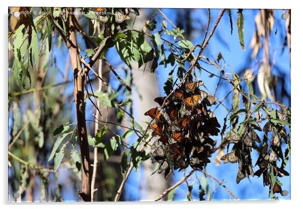 Butterflies in Ardenwood farm Fremont California Acrylic by Arun 