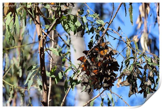Butterflies in Ardenwood farm Fremont California Print by Arun 