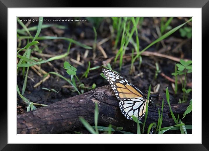 Butterflies in Ardenwood farm Fremont California Framed Mounted Print by Arun 