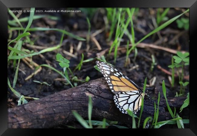 Butterflies in Ardenwood farm Fremont California Framed Print by Arun 