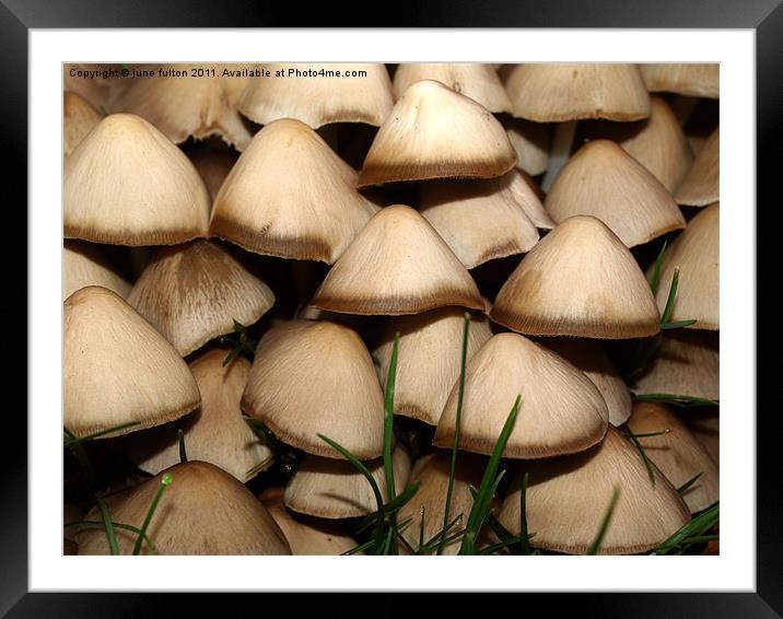 toadstools Framed Mounted Print by june fulton
