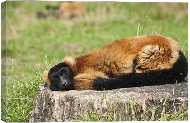 Lazy days Canvas Print by Steve Purnell