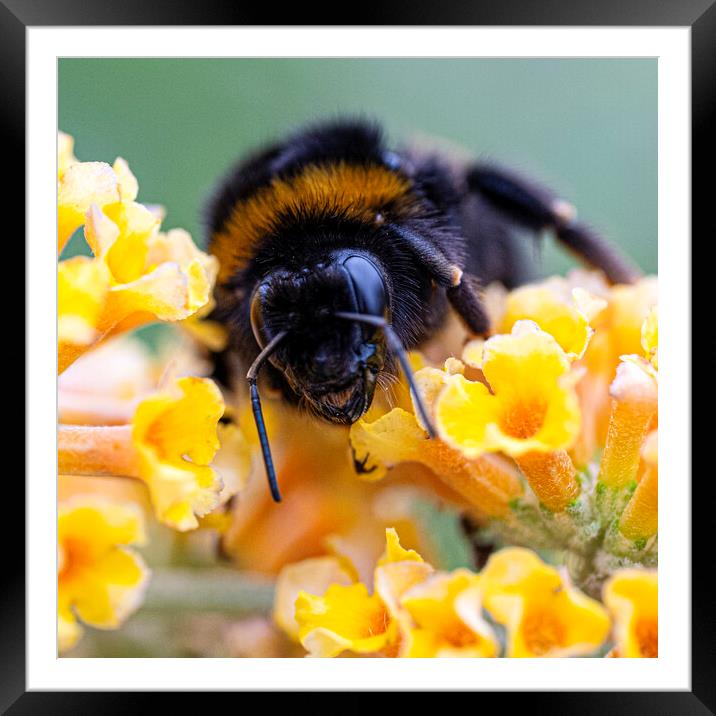 Bee on a flower, yellow flower Framed Mounted Print by kathy white