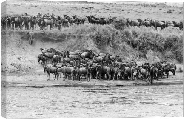 Wildebeest approaching the Mara River during the Great Migration in black and white Canvas Print by Howard Kennedy