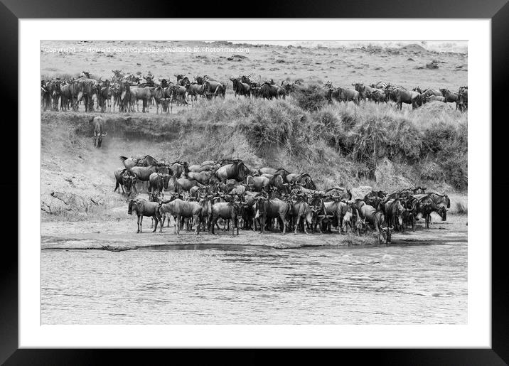 Wildebeest approaching the Mara River during the Great Migration in black and white Framed Mounted Print by Howard Kennedy