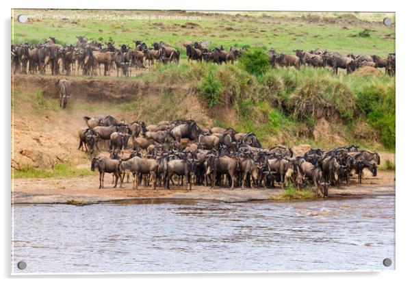 Wildebeest approaching the Mara River during the Great Migration Acrylic by Howard Kennedy