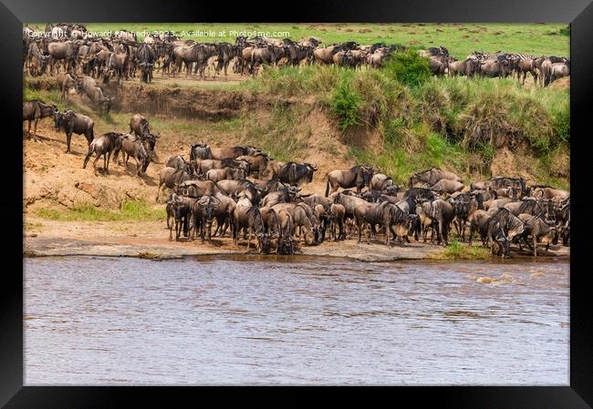 Wildebeest approaching the Mara River during the Great Migration Framed Print by Howard Kennedy