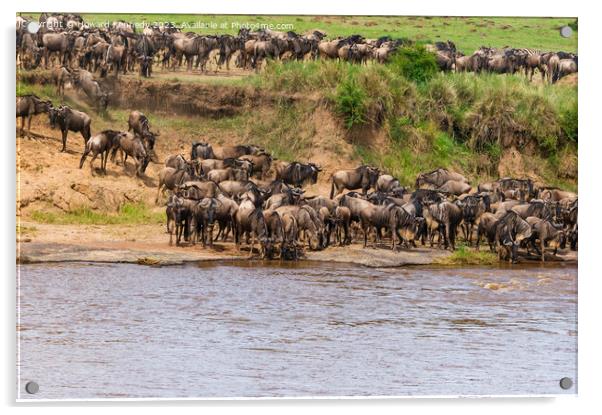 Wildebeest approaching the Mara River during the Great Migration Acrylic by Howard Kennedy