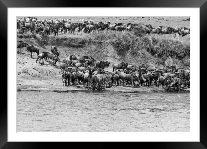 Wildebeest approaching the Mara River during the Great Migration in black and white Framed Mounted Print by Howard Kennedy