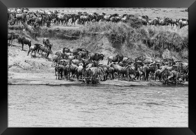 Wildebeest approaching the Mara River during the Great Migration in black and white Framed Print by Howard Kennedy