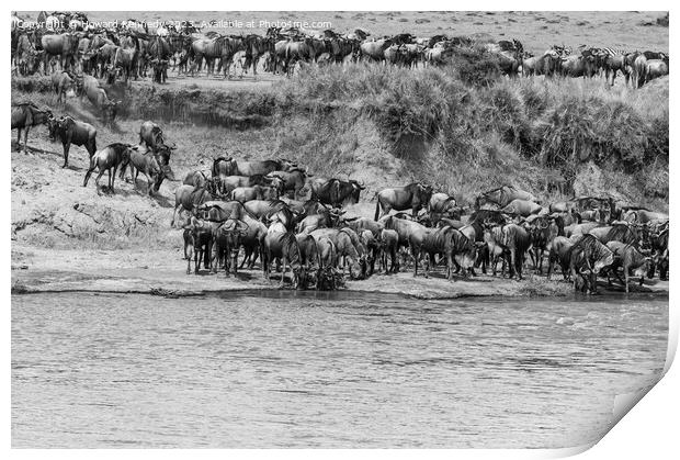 Wildebeest approaching the Mara River during the Great Migration in black and white Print by Howard Kennedy