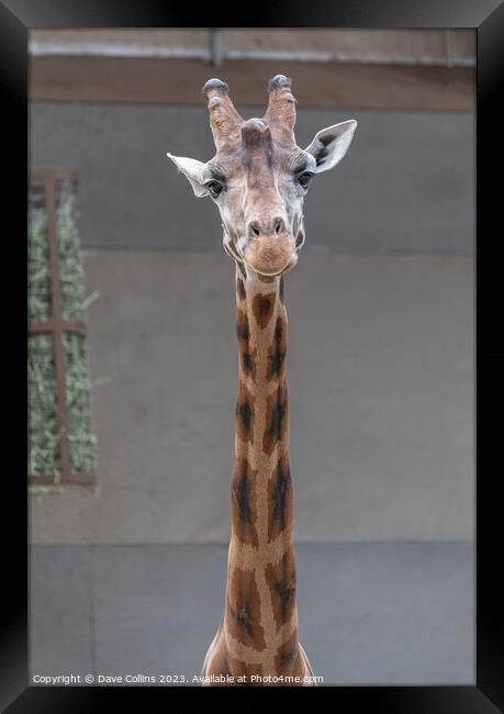 Giraffe portrait inside a shed at Edinburgh Zoo, Edinburgh, Scotland Framed Print by Dave Collins
