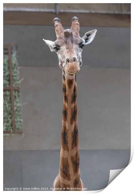 Giraffe portrait inside a shed at Edinburgh Zoo, Edinburgh, Scotland Print by Dave Collins